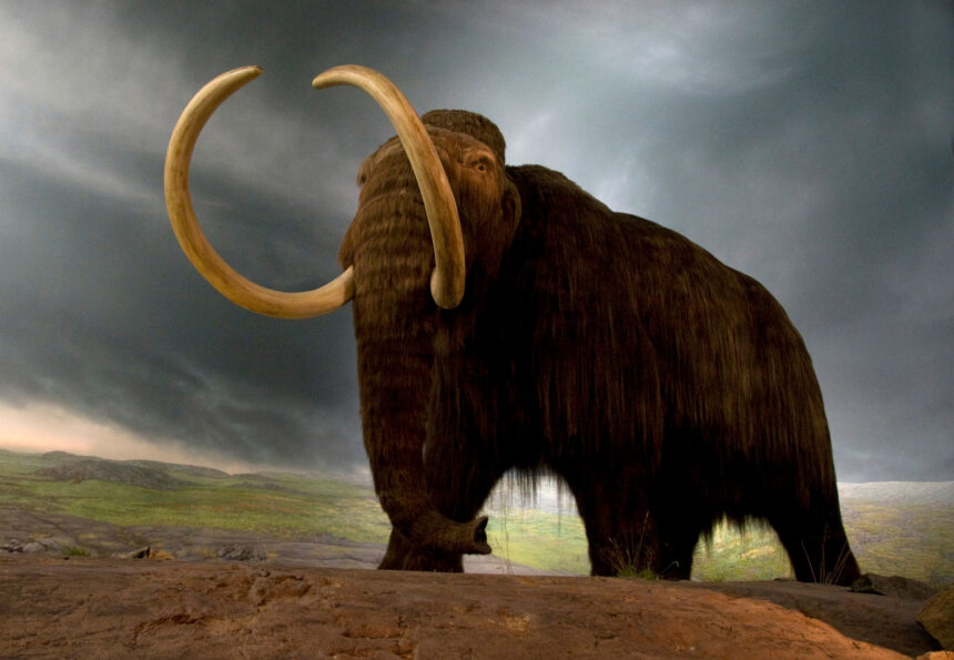 Mammoth Extinct Mammal